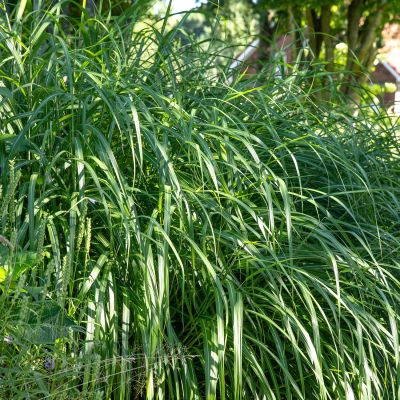Chinaschilf 'Malepartus' Chinaschilf 'Malepartus'