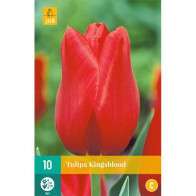 Einfache späte Tulpe 'Kingsblood' - 10 Stück