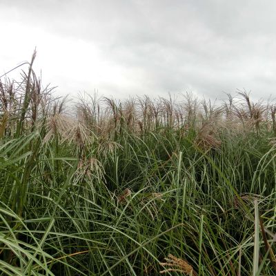 Chinaschilf 'Graziella' Chinaschilf 'Graziella'