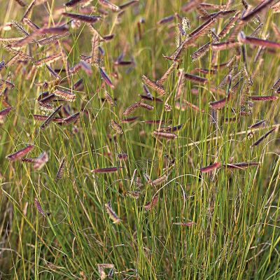 Moskitogras Moskitogras