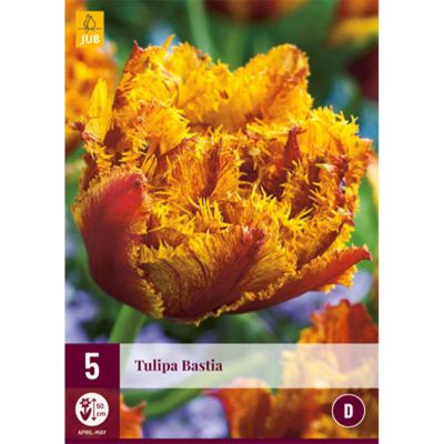 Gefranste Tulpe 'Bastia' - 5 Stück