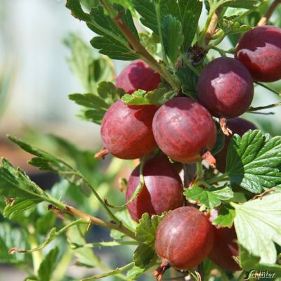 Stachelbeere 'Hinnonmäki rot' - Hochstamm Stachelbeere 'Hinnonmäki rot' - Hochstamm