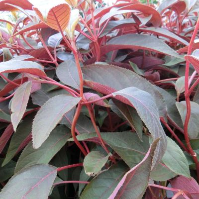 Samthortensie 'Hot Chocolate'