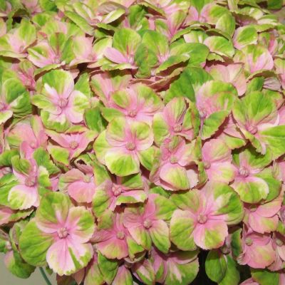 4-Jahreszeiten-Hortensie 'Magical® Coral Rosa'