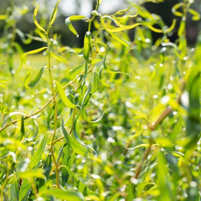 Korkenzieherweide 'Tortuosa' Korkenzieherweide 'Tortuosa'