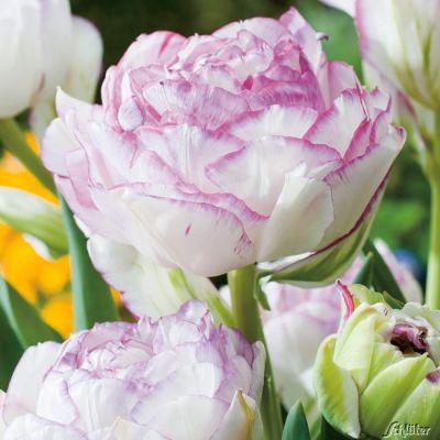 Gefüllte späte Tulpe 'Double Touch' - 5 Stück
