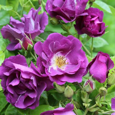 Moderne Strauchrose 'Rhapsody in Blue®'
