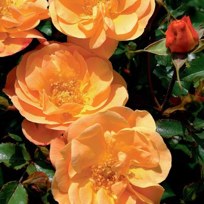 Bodendeckerrose 'Flower Carpet® Sedana®' Bodendeckerrose 'Flower Carpet® Sedana®'