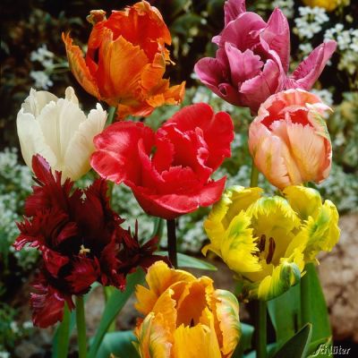 Papageien-Tulpe 'Fröhliche Mischung' - 7 Stück