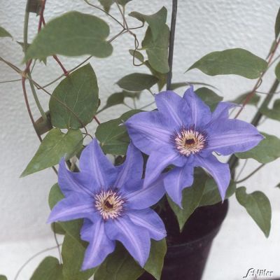 Clematis 'Königskind®' Clematis 'Königskind®'