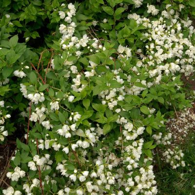 Gefüllter Gartenjasmin 'Manteau d'Hermine' Gefüllter Gartenjasmin 'Manteau d'Hermine'