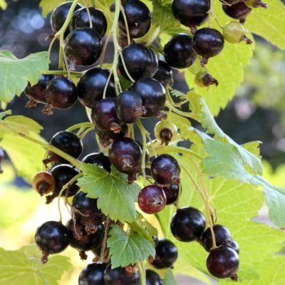 Schwarze Johannisbeere 'Ben Sarek' - Hochstamm