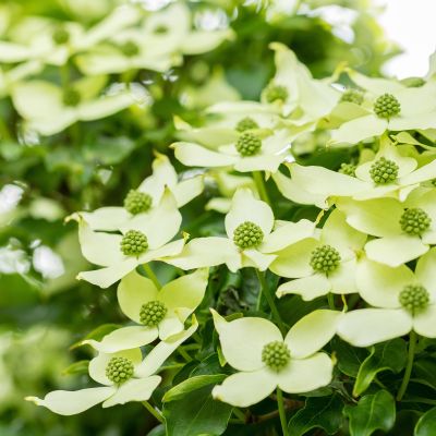 Blumen-Hartriegel 'China Girl'