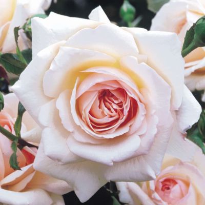 Kletterrose 'Penny Lane®' Kletterrose 'Penny Lane®'