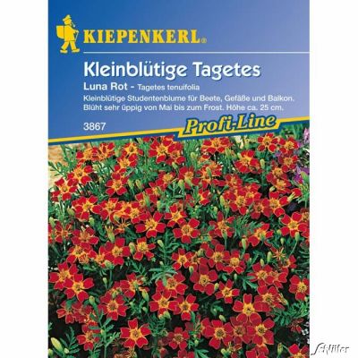 Tagetes 'Luna Rot' Tagetes 'Luna Rot'