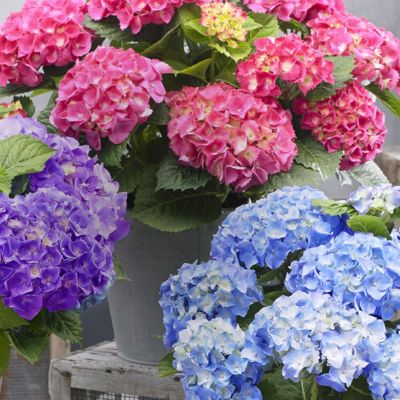 Zwerg-Hortensie 'Little Pink' Zwerg-Hortensie 'Little Pink'