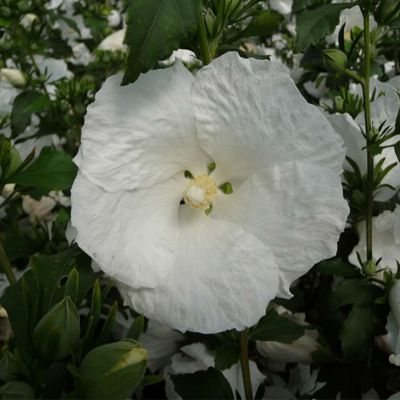 Garteneibisch 'Diana' Garteneibisch 'Diana'