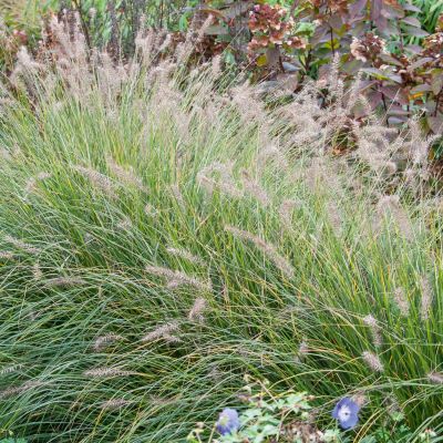 Lampenputzergras 'Slender Veldt Grass'