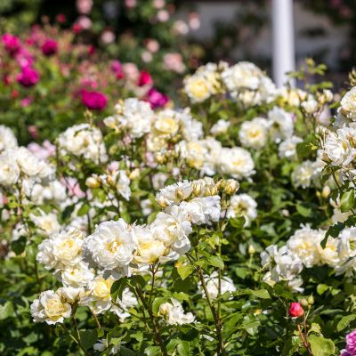 Englische Rose 'Imogen' Englische Rose 'Imogen'