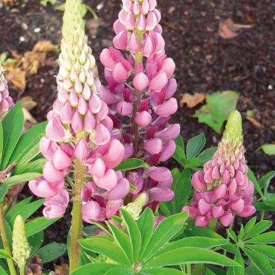 Gartenlupine Rosa - 3 Stück Gartenlupine Rosa - 3 Stück