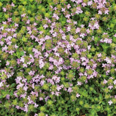 Gartenthymian 'Duftkissen' Gartenthymian 'Duftkissen'