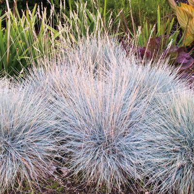 Blauschwingel 'Elijah Blue' Blauschwingel 'Elijah Blue'