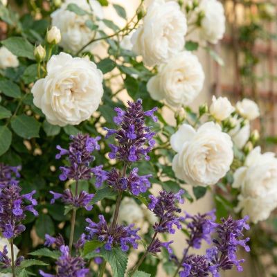 Großblütige Katzenminze 'Neptune'