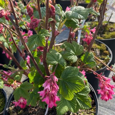 Blutjohannisbeere 'Pulborough Scarlet' Blutjohannisbeere 'Pulborough Scarlet'