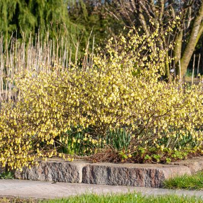 Niedrige Scheinhasel  - Glockenhasel Niedrige Scheinhasel  - Glockenhasel