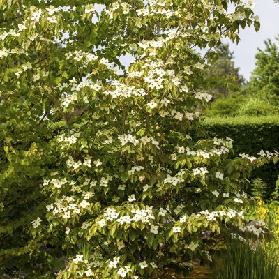 Blumenhartriegel 'Teutonia'  C5 60- 80 cm