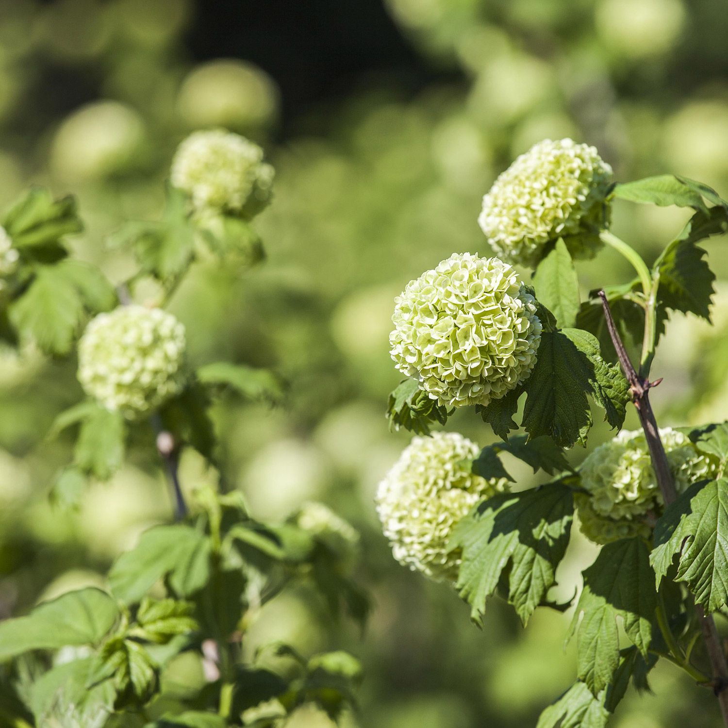 Der Gefüllte Schneeball 'Roseum' Ist Ein Frühblühender Traum Für Jeden Garten! Die Weißen, Kugelrunden Blüten Erscheinen Von Mai Bis Juni, Blühen Leicht Rosa Ab Und Duften Richtig Gut. Dieser Robuste Strauch Ist Pflegeleicht, Liefert Dir Tolle Herbstfärbung Und Wächst Aufrecht-locker. Im 5-Liter-Container Geliefert, Größe Ca. 80-100 Cm – Einfach Ein Hingucker!