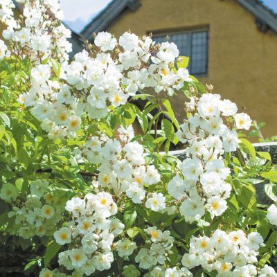 Historische Ramblerrose 'Bobby James®' Historische Ramblerrose 'Bobby James®'
