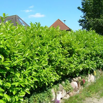 Kirschlorbeer 'Caucasica' Kirschlorbeer 'Caucasica'