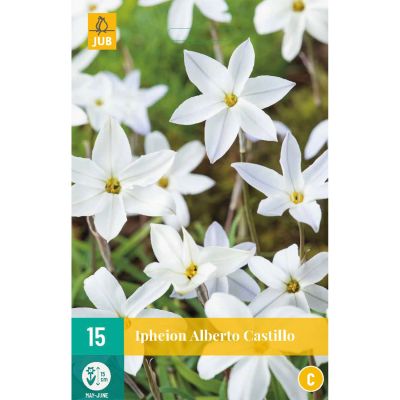 Frühlingsstern 'Alberto Castillo®' - 15 Stück Frühlingsstern 'Alberto Castillo®' - 15 Stück