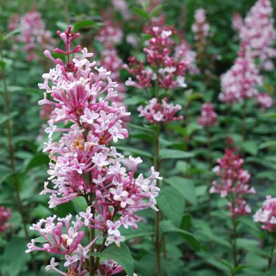Herbstflieder 'Superba' Herbstflieder 'Superba'