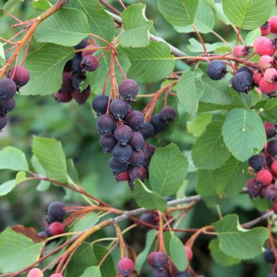 Saskatoon-Beere 'Saskalate®'