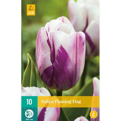 Triumph-Tulpe 'Flaming Flag' - 7 Stück