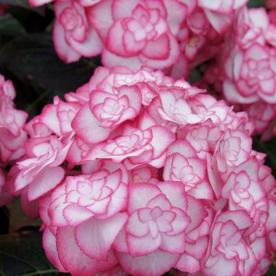 Doppelt-Gefüllte Hortensie 'Miss Saori'