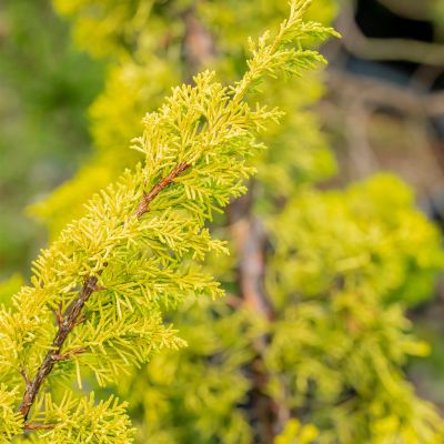 Gelber Mooswacholder 'Plumosa Aurea'