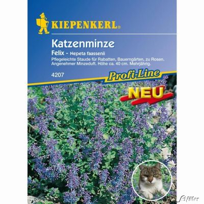 Katzenminze 'Felix' Katzenminze 'Felix'