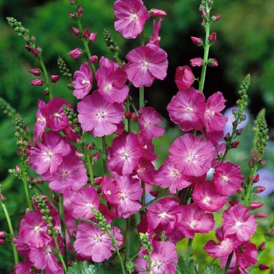 Präriemalve (rot) - 'Brilliant'