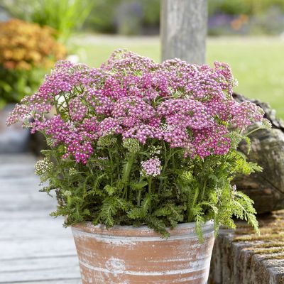 Schafgarbe 'Milly Rock Rose' Schafgarbe 'Milly Rock Rose'