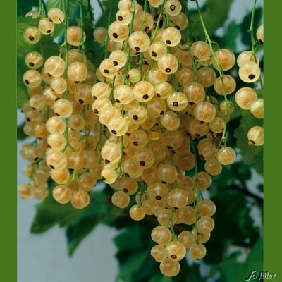Weiße Johannisbeere 'Werdavia' Weiße Johannisbeere 'Werdavia'