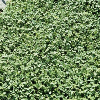 Blaugrünes Stachelnüsschen Blaugrünes Stachelnüsschen