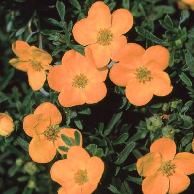 Fingerstrauch 'Hopley Orange' Fingerstrauch 'Hopley Orange'