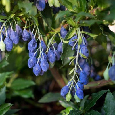 Heidelbeere 'Lucky Berry®'