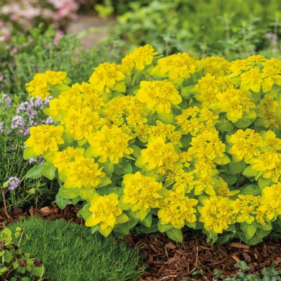 Kugel-Wolfsmlich/Gold-Wolfsmilch Kugel-Wolfsmlich/Gold-Wolfsmilch