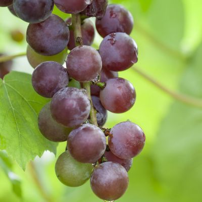 Weintraube 'Isabella' Weintraube 'Isabella'