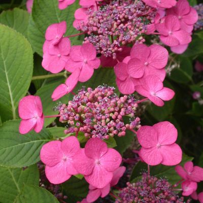 Tellerhortensie 'Santiago'