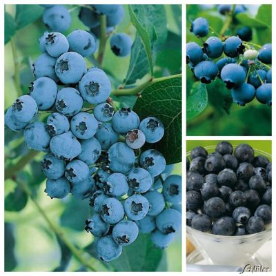 Heidelbeeren im Sortiment - 3 Stück Heidelbeeren im Sortiment - 3 Stück